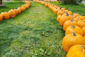 The start of October means the start of all things Halloween, and we can’t have Halloween without pumpkins. Gary Mitchell sent in this photo of a pumpkin walkway on Lester's Farm in St. John's, N.L., that is almost reminiscent of the yellow brick road. If all paths to pumpkin spice lattes were like this, I would not hesitate skipping along. PHOTO CREDIT: Contributed/Gary Mitchell.