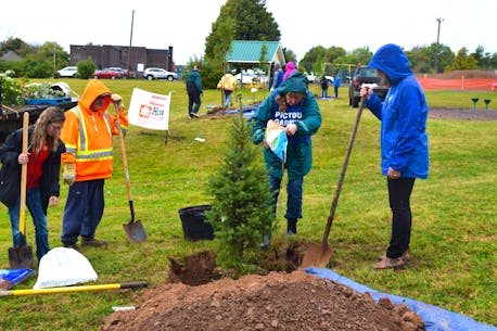 Groups come together to plant trees in Pictou