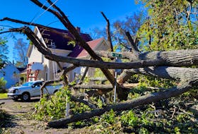 Felled trees knocked out power lines, disrupting power and internet services for tens of thousands of Island homes following post-tropical storm Fiona. - Stu Neatby