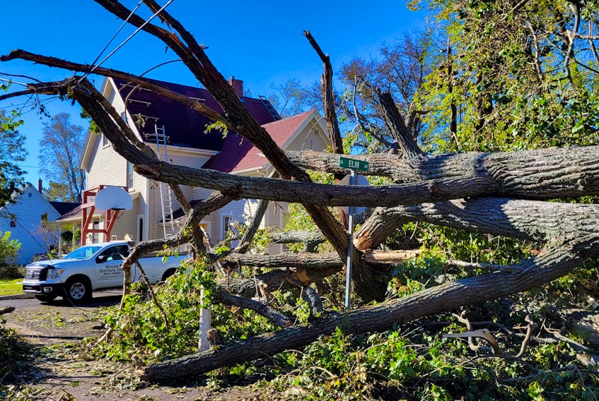 Felled trees knocked out power lines, disrupting power and internet services for tens of thousands of Island homes following post-tropical storm Fiona. - Stu Neatby