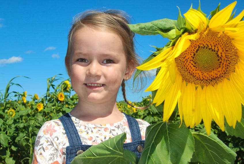 Sloan Renwick, 4, picked out this sunflower Sept. 1 at Spurr Brothers Farms Ltd.’s new market and taproom location in Wilmot. The market included a sunflower u-pick this summer where customers could purchase a sunflower for $2. Sloan was visiting the business with her family from Middleton. 

Jason Malloy