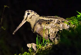 An Eurasian woodcock is caught in the spot light with dirt on its long beak from probing an Irish farm field for earthworms.