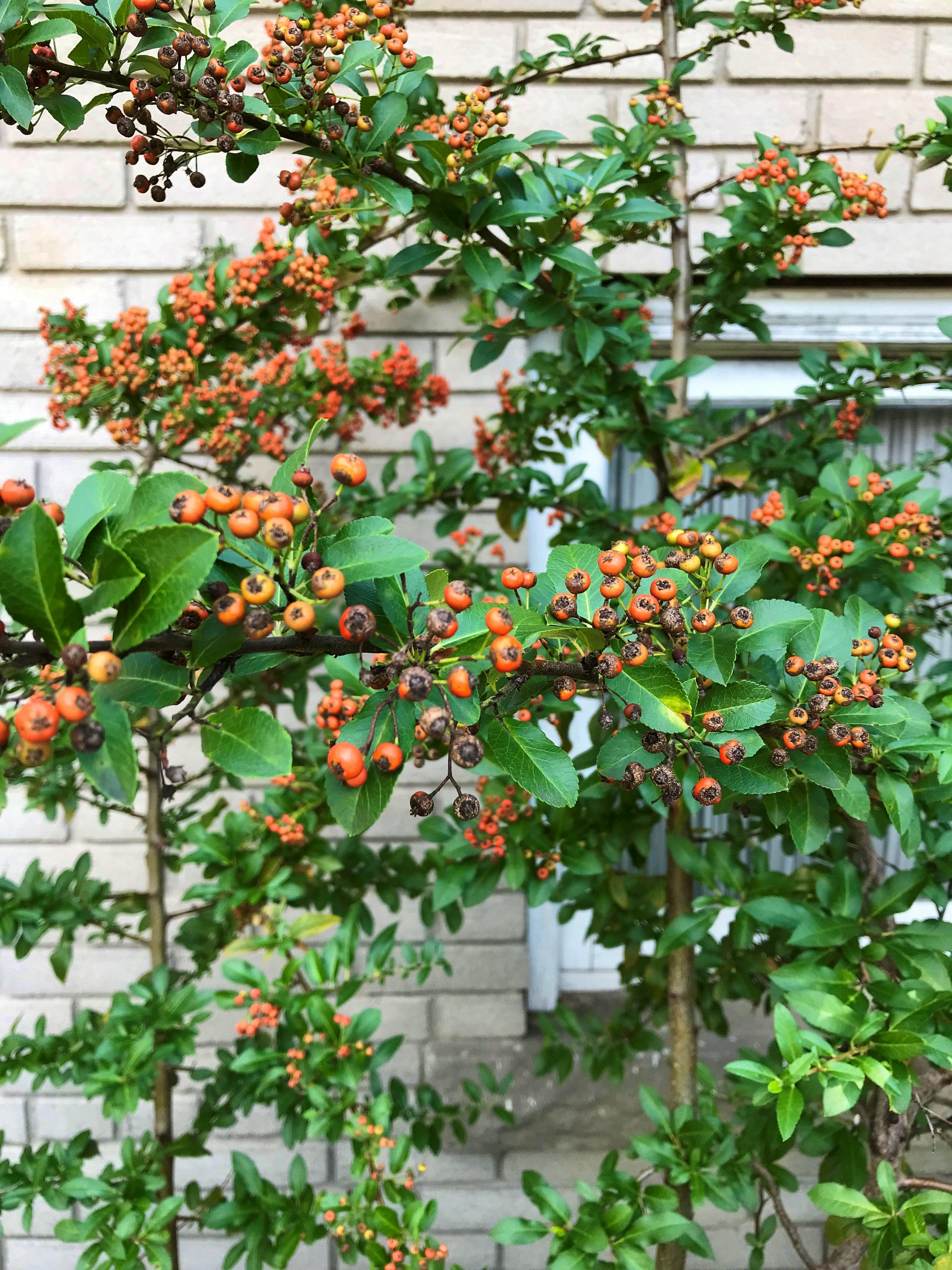 Firethorn Berries - Pyracantha (Maturity Graduating) Set Of