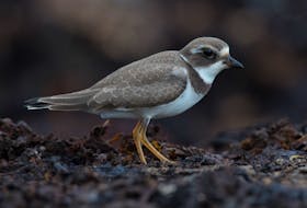 A semipalmated plover stops to survey the decaying kelp bed on the hunt for another tasty morsel to eat. Bruce MacTavish photo