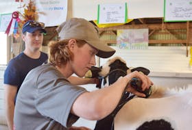 Iain MacLellan watches as Mira Dewar trims a cow in preparation for an event at the Pictou-North Colchester Exhibition on Sept. 7.