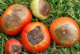 Blossom end rot on tomatoes is caused by uneven watering and a lack of calcium.