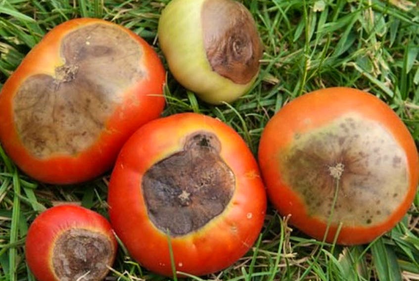 Blossom end rot on tomatoes is caused by uneven watering and a lack of calcium.