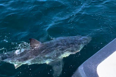 The white shark that popped up near Norton's Boat on Aug. 21. Contributed