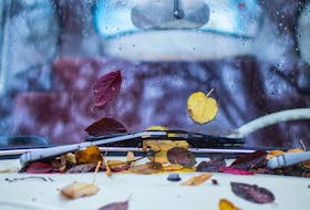 On most vehicles, there’s a ready-made resting place for leaves and other organic debris; the wiper cowl area. Mihai Surdu photo/Unsplash