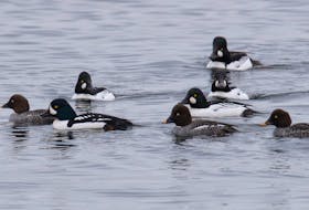 A male Barrow's goldeneye with the pointed white facial shield, second duck from the left, swims contently among a mixed flock of male and female common goldeneye at Cupids. Contributed photo