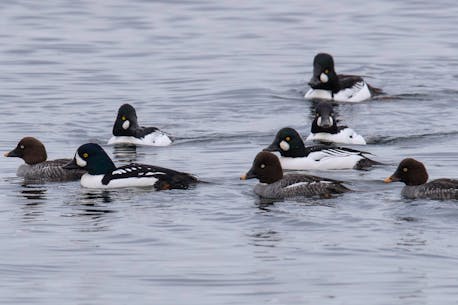 BRUCE MACTAVISH: Some of the many ducks of winter on the Avalon Peninsula need mild weather to ensure their population health