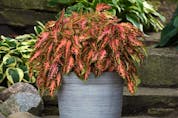 Coleus Premium Sun Coral Candy is one of the 2023 All-America Selections winners. 