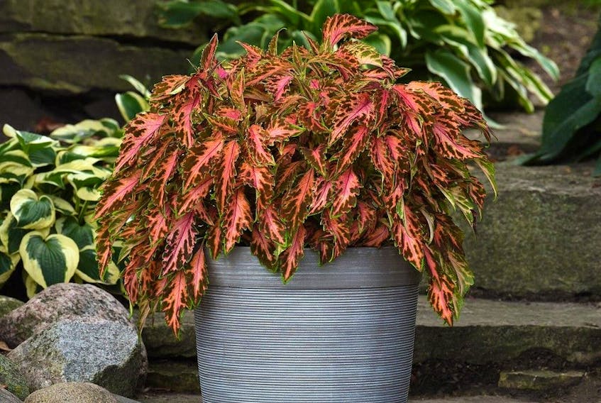 Coleus Premium Sun Coral Candy is one of the 2023 All-America Selections winners. 