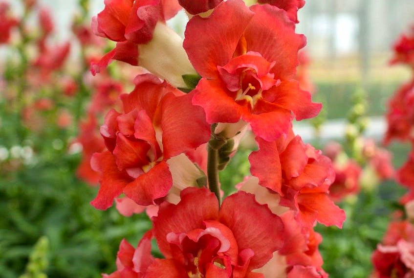  Snapdragon DoubleShot Orange Bicolor F1 is one of the 2023 All-America Selections winners.