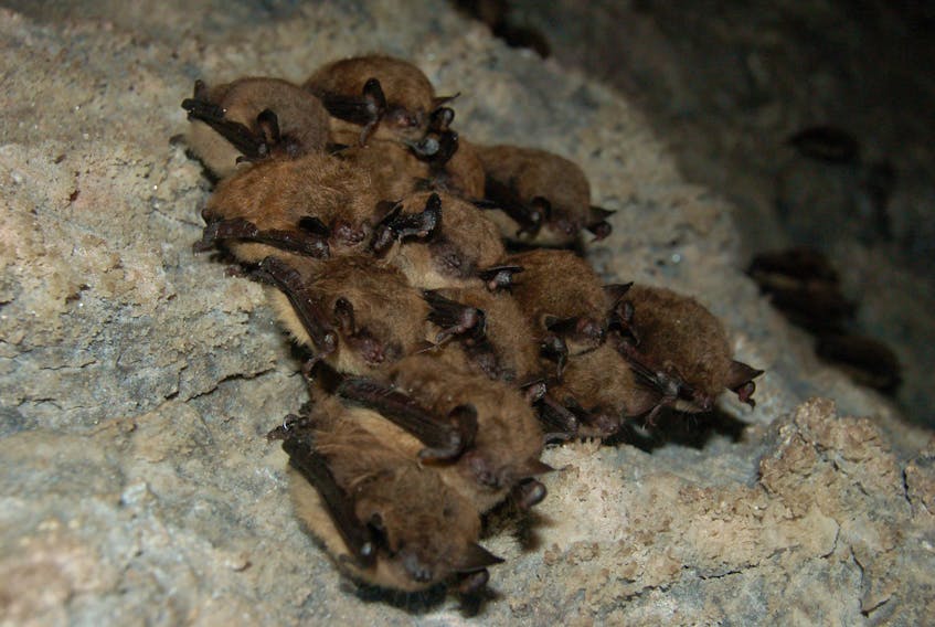 Newfoundland and Labrador is asking residents to report sightings of little brown myotis and northern myotis during the winter to help detect and track white-nose syndrome. File