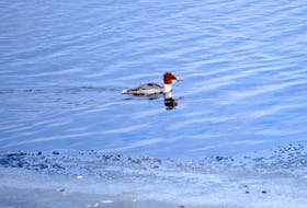 A female red-breasted merganser is seen swimming in the Mira River in Albert Bridge. ACAP Cape Breton and CBRM Wastewater Operations invite the community to join them for the eighth annual Harbour Hop, a free birding event in North Sydney on Jan. 21 at 9:30 a.m.