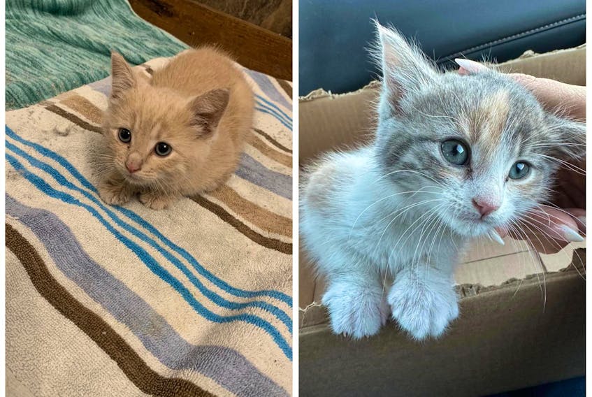 Five-week-old kittens Milo (left) and Doodlebug (right) were rescued from a CN Railway shack near Humboldt in early January.