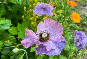 The unique hue of Amazing Grey poppy has made it one of the most popular varieties to grow. The violet-grey blossoms are 2 to 3 inches across and produced in abundance from compact plants. 