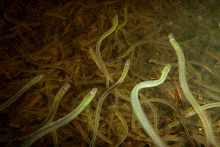 Fisheries and Oceans Canada says most of the eel/elver fishery takes place in waters adjacent to Eastern Nova Scotia, Southwest Nova Scotia and Southwest New Brunswick. DFO handout