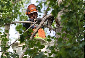 Professionals are the ones to handle pruning of tall trees, such as columnar poplars.