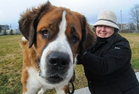 Bernie Saunders, an 18-month-old Bernese Mountain Dog/St. Bernard Dog, with his owner Robyn LeGrow.