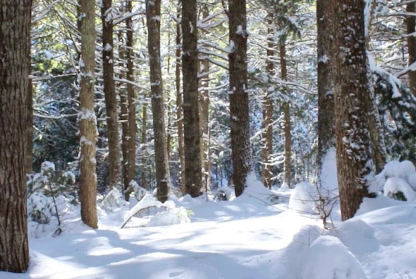 The Island Nature Trust Mother Tree Initiative focuses on securing sponsorship for eight species of native trees in the Wabanaki-Acadian Forest. HandOut