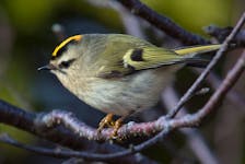 The tiny golden-crowned kinglet is a common gem present throughout Newfoundland and Labrador’s forests. Contributed photo