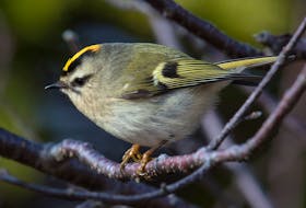 The tiny golden-crowned kinglet is a common gem present throughout Newfoundland and Labrador’s forests. Contributed photo