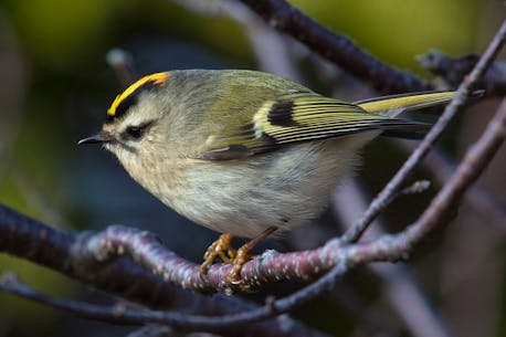 BRUCE MACTAVISH: It may be the smallest bird of the Newfoundland forest, but the mighty little golden-crowned kinglet is curious and unafraid