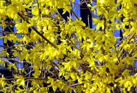 Spring-flowering shrubs like forsythia do best when pruned right after bloom.