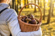 Woman with mushrooms in wicker basket in autumn forest.