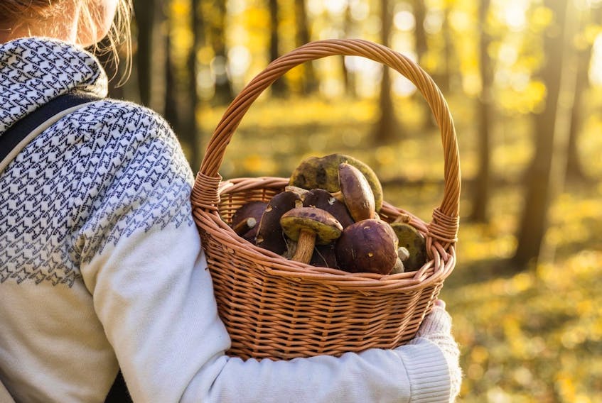 Woman with mushrooms in wicker basket in autumn forest.