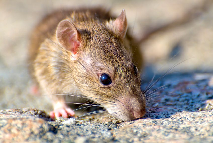 A brown rat is seen in this stock image. Local pest control experts says the Cape Breton Regional Municipality rat population has exploded in recent years. Contributed/Freepik.com