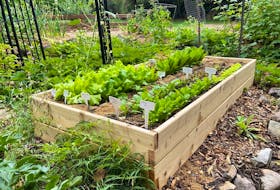 A raised garden bed, by Gardening With Sharon. 