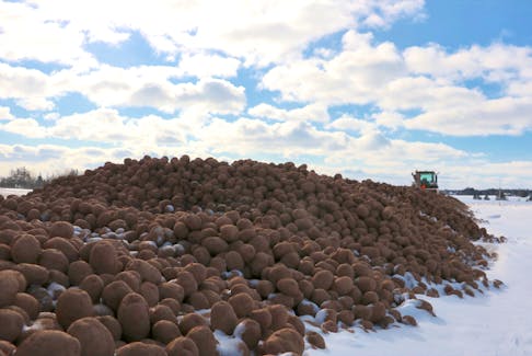 A farmer runs a snowblower through a pile of potatoes near Crapaud in February 2022. A panel of international experts has deemed most of P.E.I. to be a potato wart "pest-free area." Seed potato export restrictions are still in place for the entire Island. - Stu Neatby