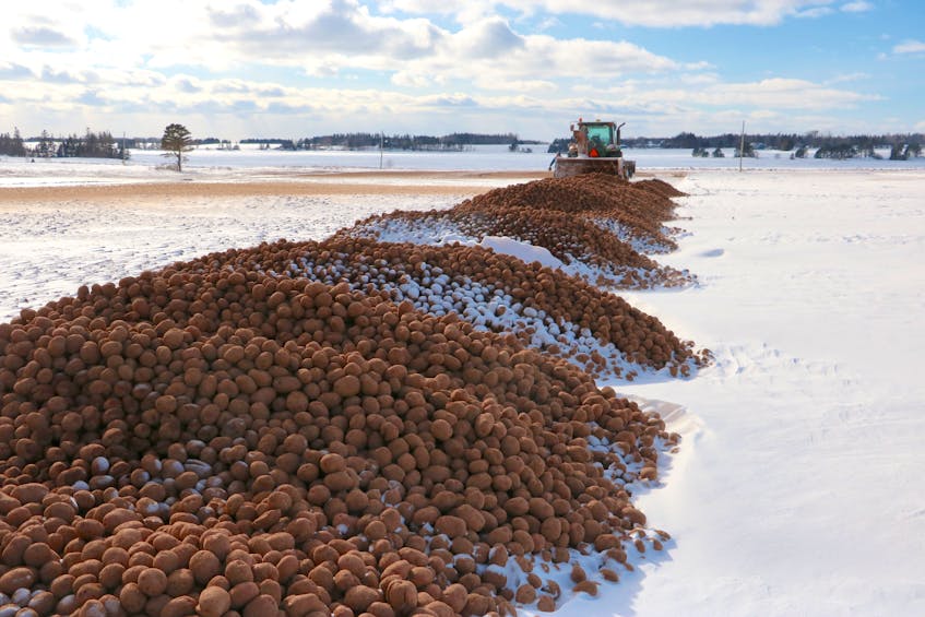 A farmer runs a snowblower through a pile of potatoes near Crapaud in February 2022. A panel of international experts has deemed most of P.E.I. to be a potato wart "pest-free area." Seed potato export restrictions are still in place for the entire Island. File