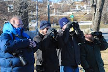 From left, Robert Thibault, of Quebec City, Canada, husband and wife Jayne Bartlett and Ken Bartlett, of central Pennsylvania, USA, and local host Jared Clarke of St. John’s, take in the sights of the various wildlife bird species congregating around Quidi Vid Lake on Jan. 28. They’re part of the birding group, “Wings Birding Tours,” a worldwide birding tour company based in Tucson, Arizona, that has operated for over 40 years. The group was in St. John's as a part of a scheduled birding tour. Photo by Joe Gibbons/The Telegram
