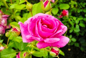 Take the time to remove rose leaves to prevent disease.