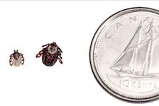 YV-13122017-ticks2.JPG
Contributed 
Left to right: Female black-legged tick, groundhog tick, dog tick.