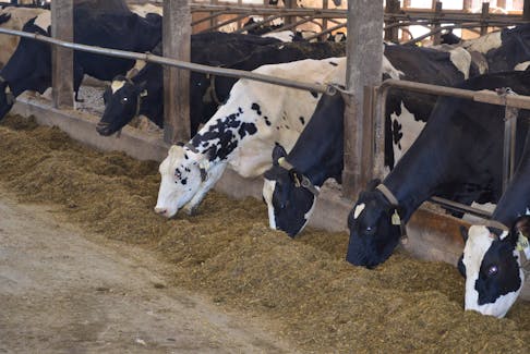 Dairy cows feed on the Shubenacadie farm owned by John van de Reit and his family. - Francis Campbell photo