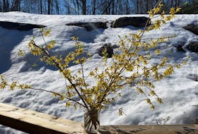 By early February, I love cutting branches from spring-flowering shrubs like forsythia and quince to bloom indoors.