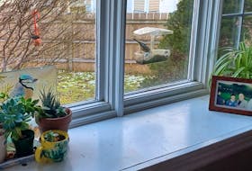 Even the birds seem to like a tidy windowsill — if only it would stay that way, says columnist Janice Wells as she contemplates how to follow through with making housework a resolution. Contributed photo