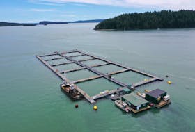 Cooke Pacific's rainbow trout farm at Hope Island, Washington State.