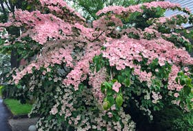 My favourite small tree is the Kousa dogwood, which blooms for about five to six weeks beginning in late spring.