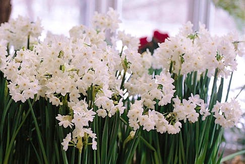 Usually Paperwhite bulbs are planted indoors in October and typically take five to six weeks to bloom.
