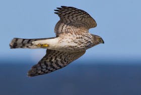 A sharp-shinned hawk migrating on set wings aided by an October tailwind wind. - Bruce Mactavish