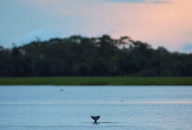 By Bruno Kelly MANAUS (Reuters) - The carcasses of 120 river dolphins have been found floating on a tributary of the Amazon River since last week in circumstances that experts suspect were caused by