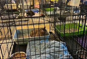 The NL West SPCA is currently caring for several cats and rabbits removed from a home in Corner Brook in an animal hoarding case on Sunday, Oct. 2. The animals are being cared for at a temporary shelter that has set up by the SPCA in a City of Corner Brook owned facility. – Image from Facebook