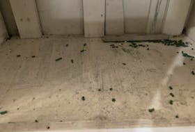 Rat feces are scattered inside cupboards and on the floors of a Newfoundland and Labrador Housing Unit (NLHC) where one of the homeless people tenting on Prince Philip Drive was placed. (Contributed)