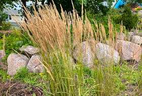 By late summer the grain-like seed heads of feather reed grass turn tan-gold and persist into winter.